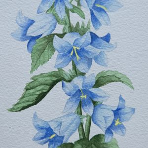 Campanula