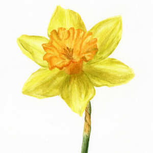 Daffodil