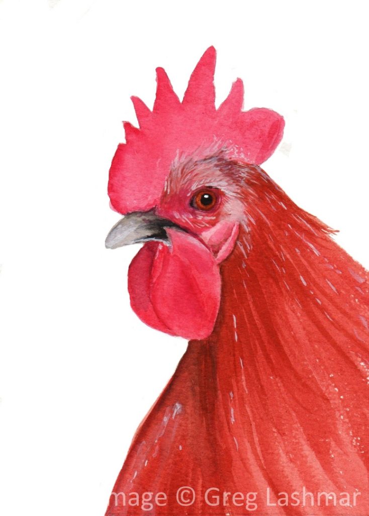 Dutch Booted Bantam Cockerel – Greg Lashmar, Artist